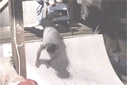 Bail